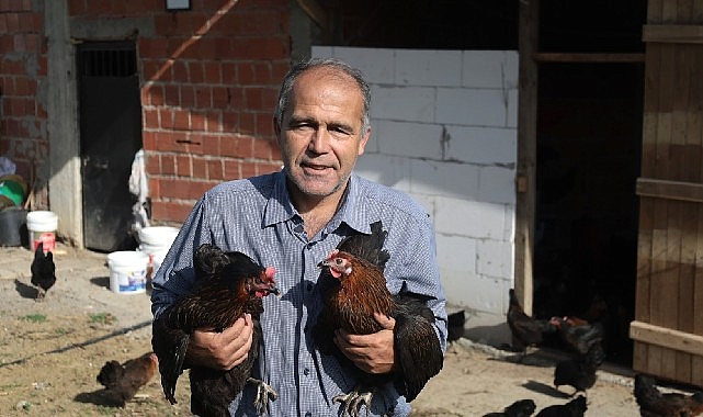 Kocaeli’de yüzde 50 hibeli tavuk desteği üreticilerin yüzünü güldürdü