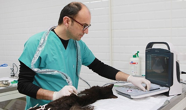 Bayraklı’da son 4,5 yılda 20 bin sokak hayvanına sağlık hizmeti