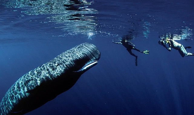 National Geographic NOW Seç-İzle Servisi Nisan Ayında ‘Dünya Günü’nü Kutluyor!