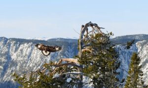 ‘Avrupa’nın Vahşi Doğası Özel’ 19 Mayıs ve 26 Mayıs Pazar 20.00’de National Geographic WILD Ekranlarında!