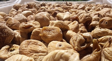 Kuru incirde aflatoksin ve okratoksinle mücadele için üreticilere 19 bin kerevet dağıtıldı