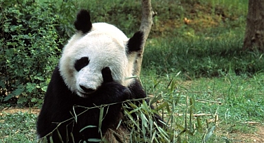 ‘Asya’nın Vahşi Sırları Özel’, 13 Eylül Cumartesi 20.00’de National Geographic WILD Ekranlarında İzleyicilerle Buluşuyor!