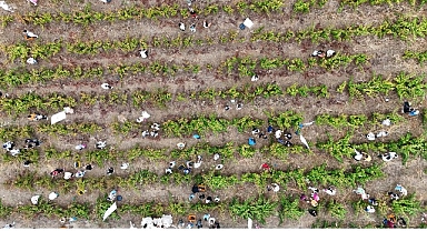 Coğrafi İşaretli Ada Karası Üzüm Hasadı Gerçekleşti