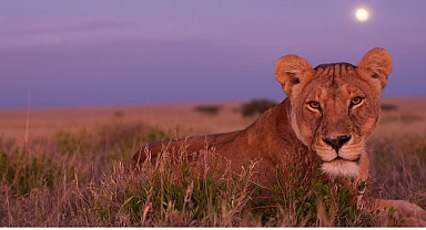 ‘Ölümcül Safari’, Serinin Devam Bölümleriyle 7 Eylül’den İtibaren Pazar Günleri 20.00’de National Geographic WILD Ekranlarında!
