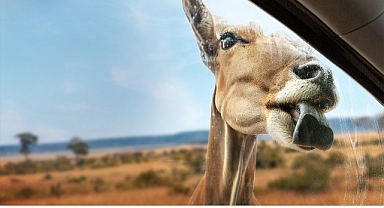 Yeni Seri ‘Vahşi Türden Yakınlaşmalar’, 3 Eylül Çarşamba 20.00’de İki Bölümüyle National Geographic WILD Ekranlarında İzleyicilerle Buluşuyor!