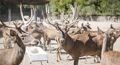 İyileşen kızıl geyik Paşa yeni yuvasında