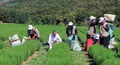 Büyükşehir destekliyor, üretim artıyor