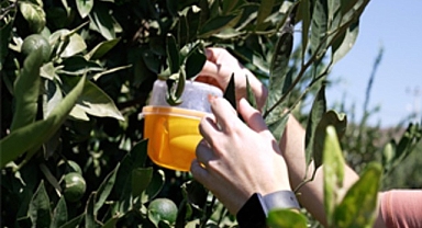 Büyükşehir’den üreticiye Akdeniz meyve sineği ile mücadele desteği