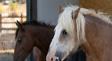 Pako’da bakılan binek hayvanlar sahiplendiriliyor