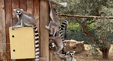 İzmir Doğal Yaşam Parkı’nda Davranış Zenginleştirme Atölyesi